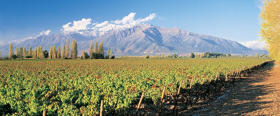 A vineyard with mountains in the background in Chile