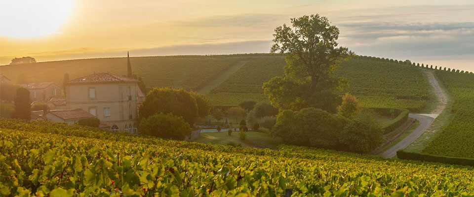A vineyard at sunset in Bordeaux, France