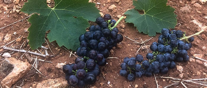 Redman Shiraz and Cabernet Sauvignon grapes side by side