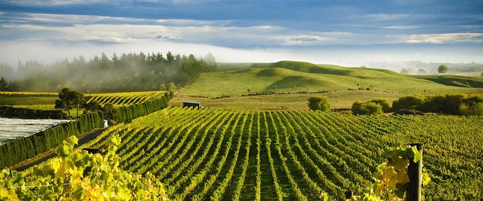 A vineyard in Hawke's Bay, New Zealand