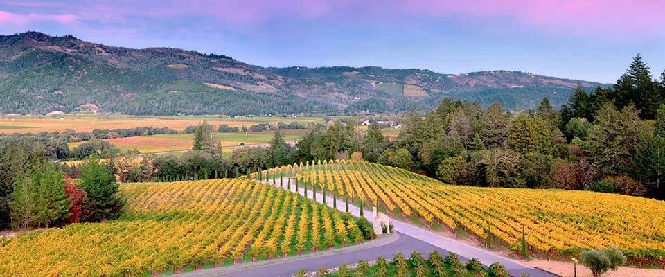 Vineyard in Napa Valley, California, USA