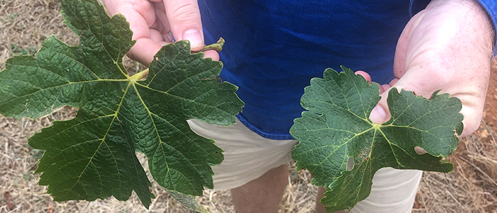 Redman Shiraz and Cabernet Sauvignon leaves side by side