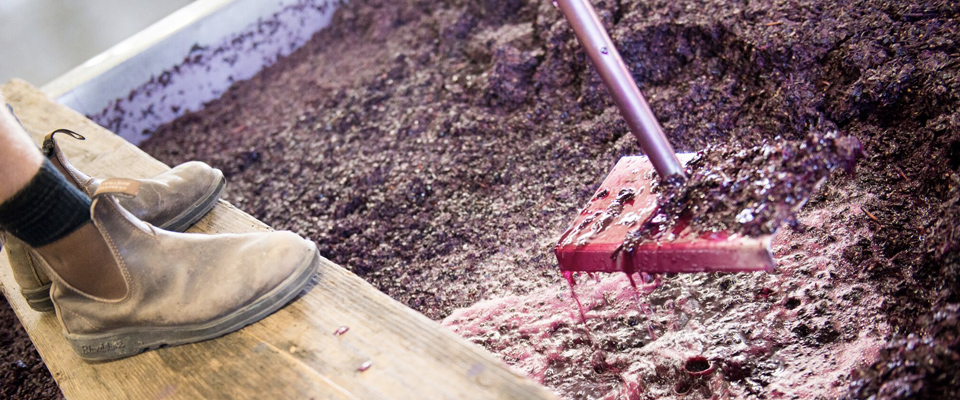 Crushing grapes at Redman Wines